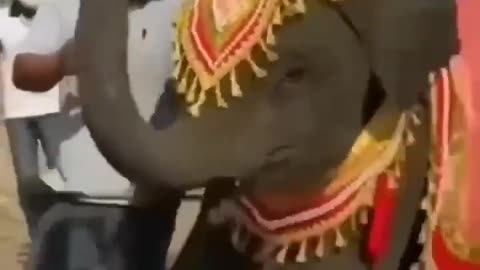 elephant dance North East Indian