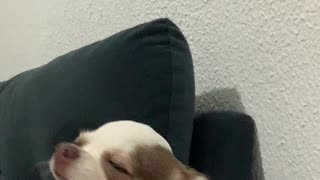 Patient Pup Waits for Kiss