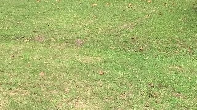 A Little Donkey To Come Out And He Happily Runs At Her To Play
