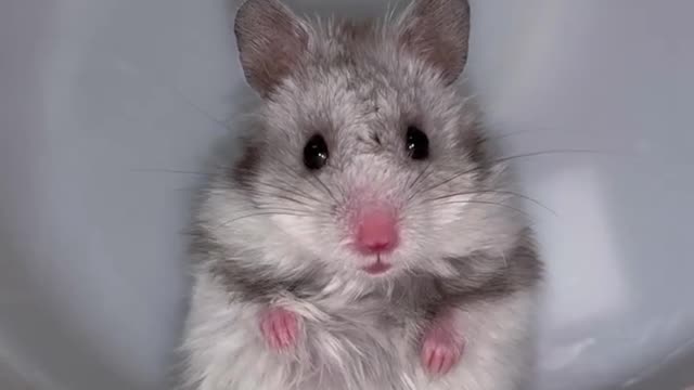 Cute hamster