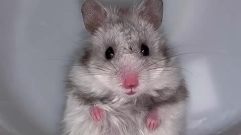 Cute hamster