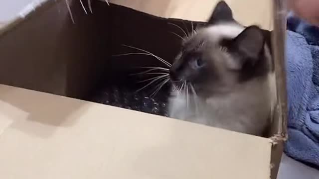 Happy time with the cat