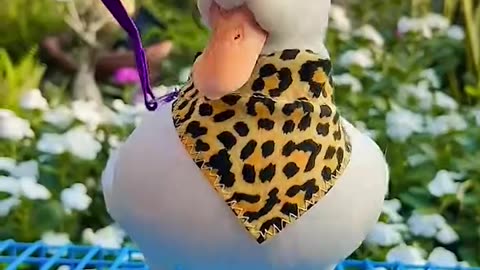 Beautiful duck in 2024