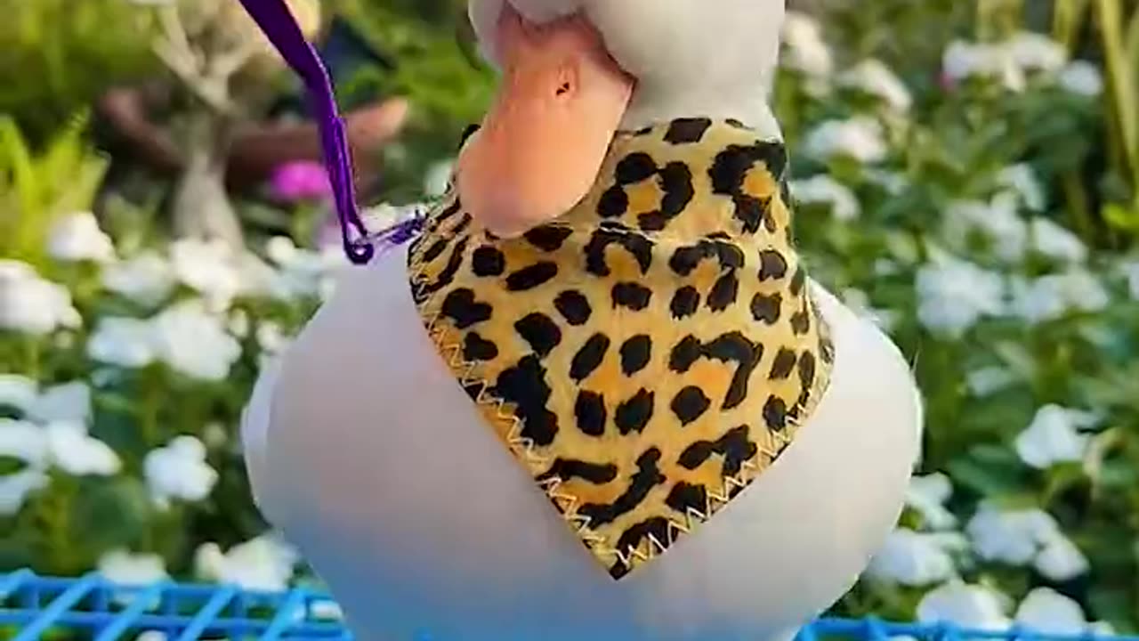 Beautiful duck in 2024