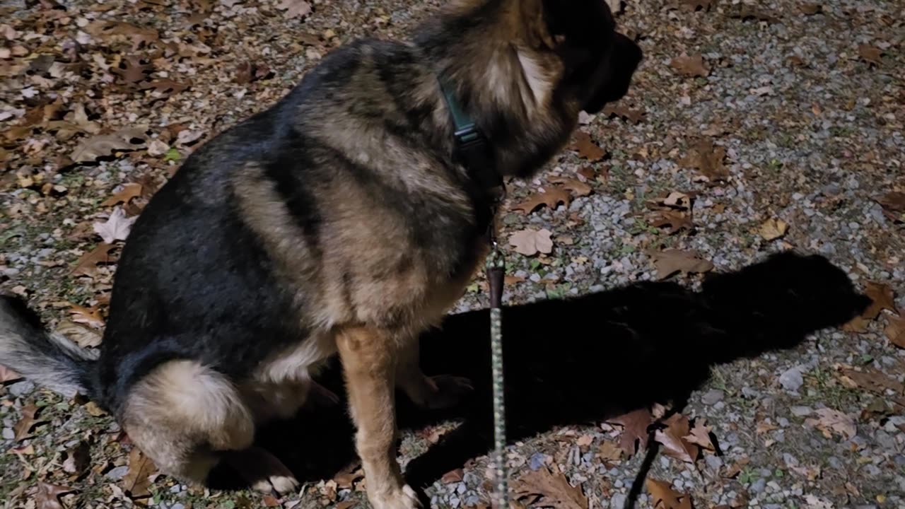 Sable german shepherd.