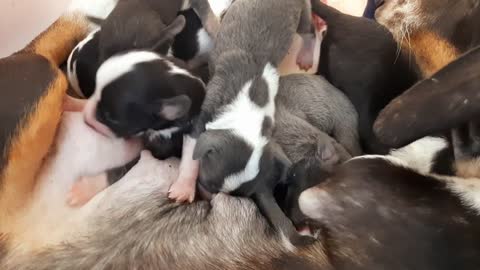 Very Noisy Duchund Puppies 6 Days Old