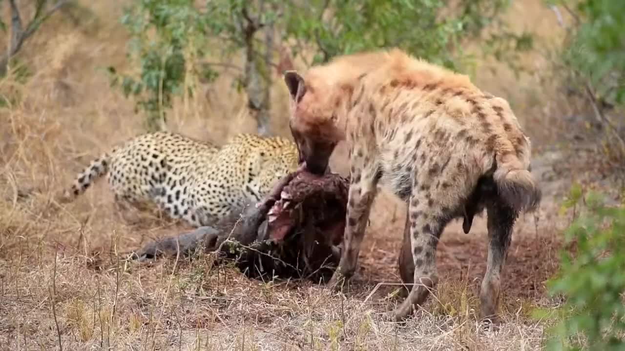 Hyena casually steal food from a leopard