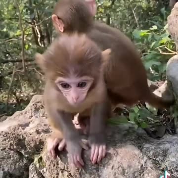 ___MUST SEE!!!___ Cute Baby Animals!!!