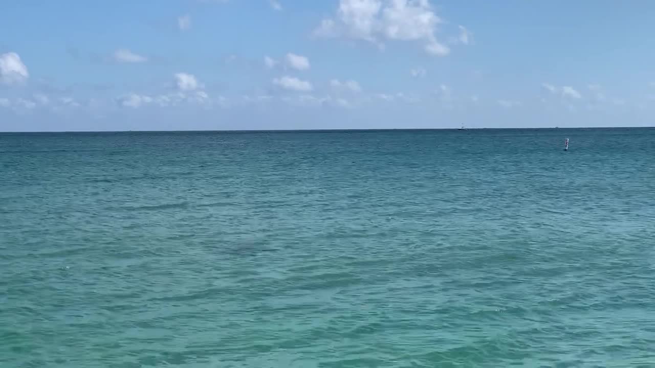A Manta Ray pacing the coast in Lauderdale-by-the-Sea
