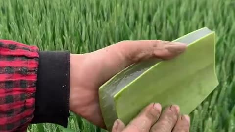 Aloevera cutting in convinent way 🌱