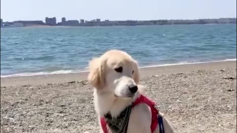 Dogs that go to the beach to play