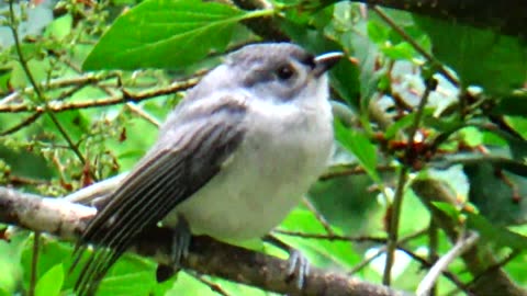 Tufted Titmouse