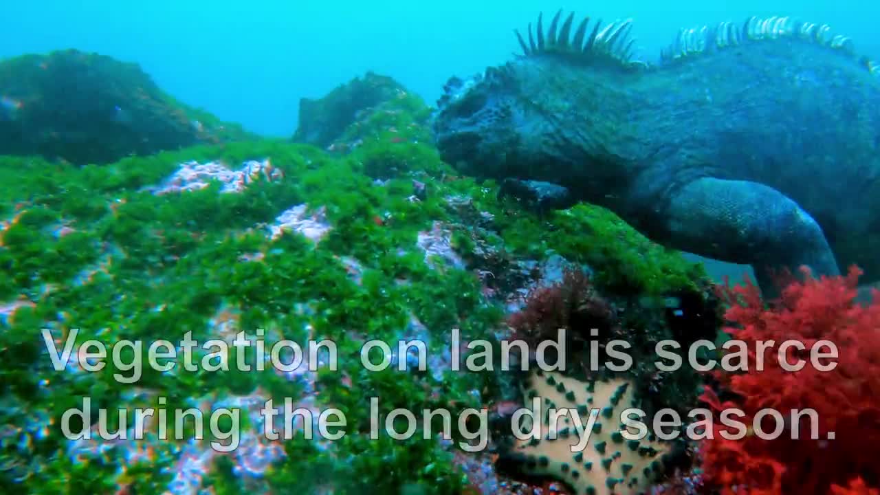 As iguanas marinhas das Ilhas Galápagos são uma maravilha da evolução
