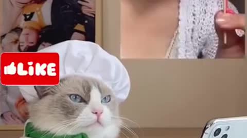 Funny cat cooking cat little chef