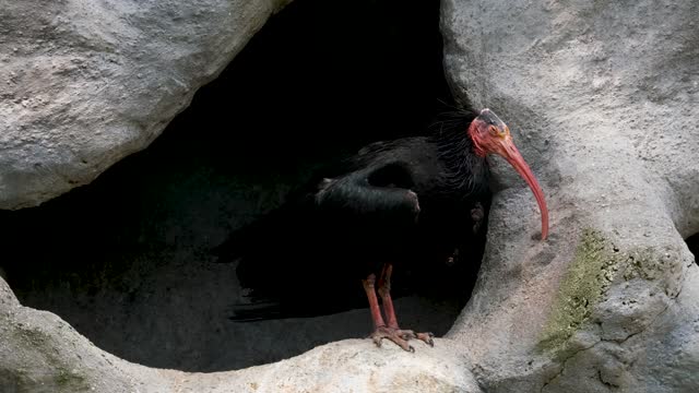 What is this strange bird?