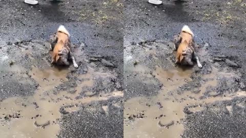 Cat and dog play fine moment, cure unhappy