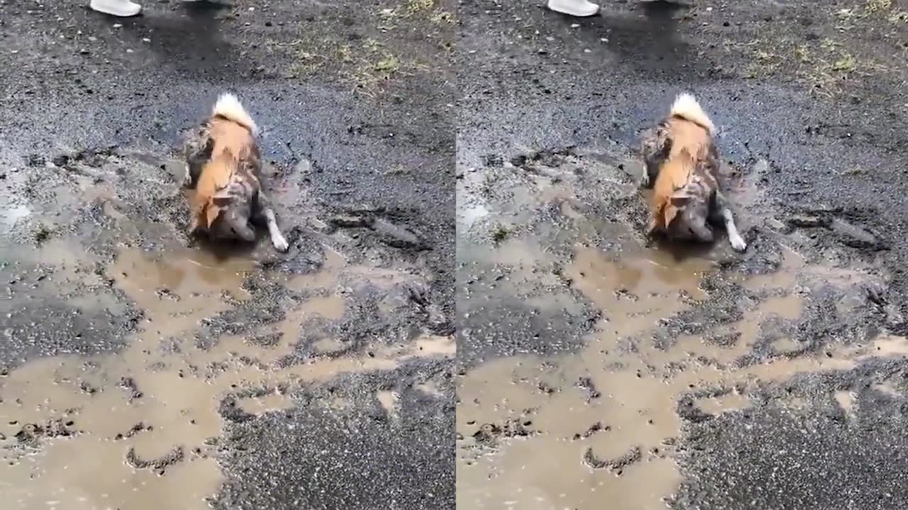 Cat and dog play fine moment, cure unhappy