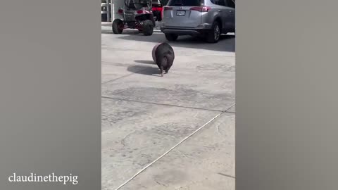 funny animals 2024