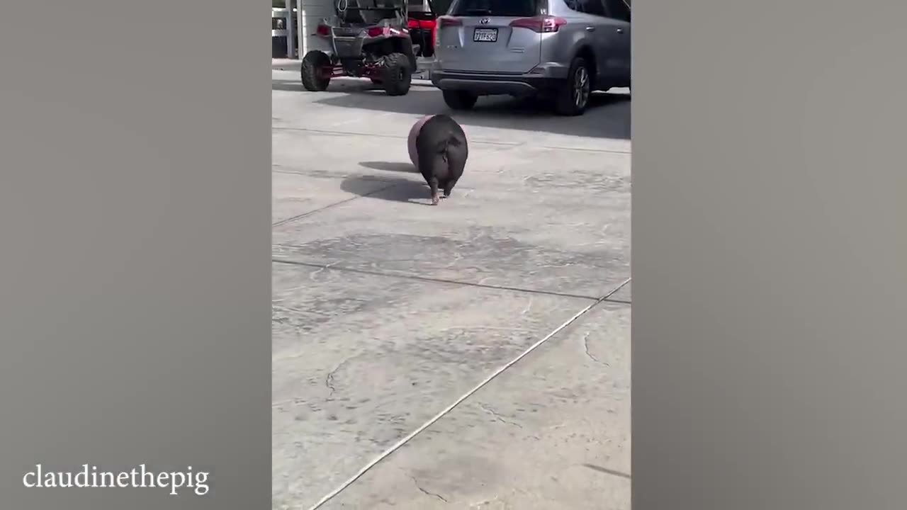 funny animals 2024