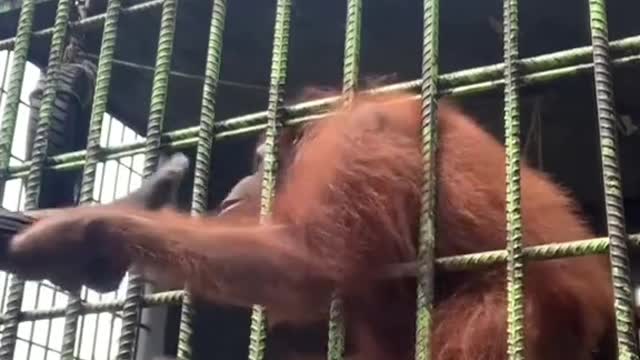 Orangutan pulls teen's shirt & leg in a zoo inPekanbaru, Indonesia