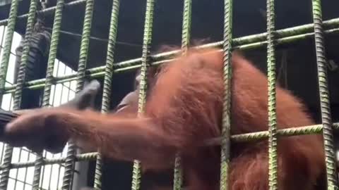 Orangutan pulls teen's shirt & leg in a zoo inPekanbaru, Indonesia