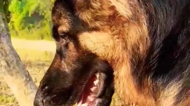 Germanshepherdshortvideo