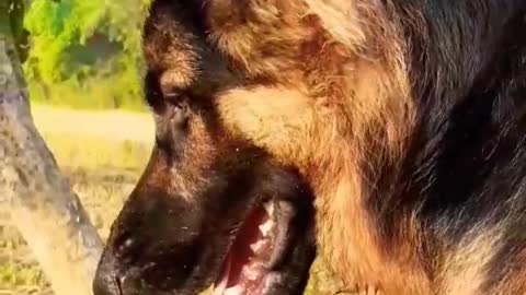 Germanshepherdshortvideo