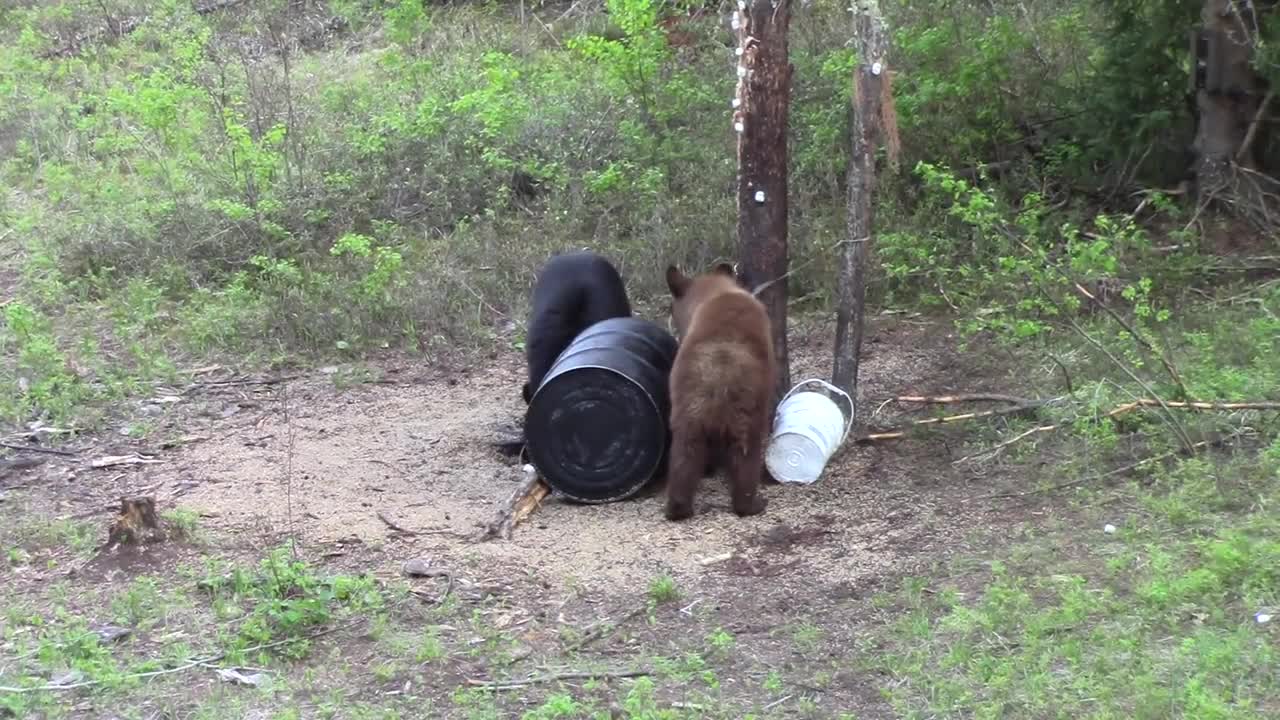 Rage in the Cage Canadian Black Bear Hunt