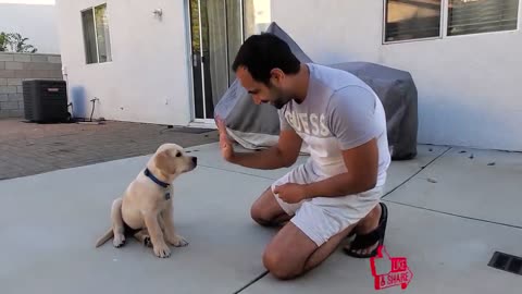 Labrador puppy training