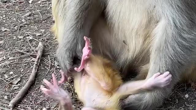mother and child playing