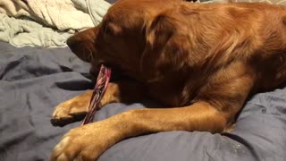 Golden retriever eating treat ASMR