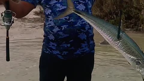 Plus Size Game/Spanish Mackerel (King fish)#fishing #shorts #short #viral #trending #viralshorts