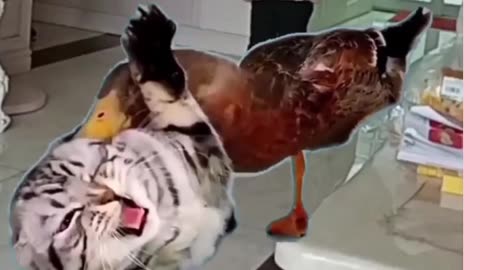 Cat and duck funny video