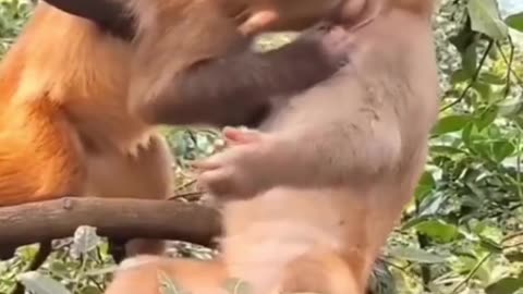 monkey kiss