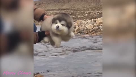 Baby Alaskan Malamume Video