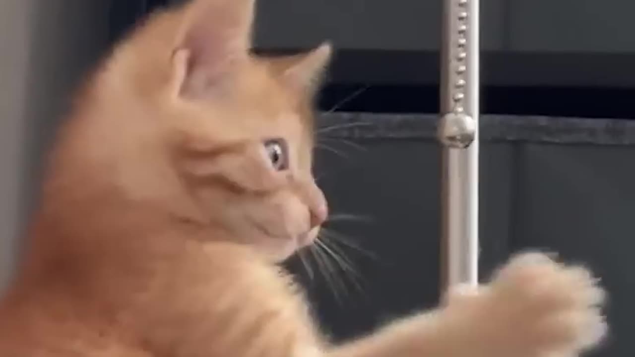 Funny Cat