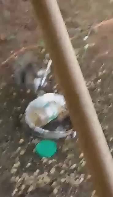 Squirrel with a knife