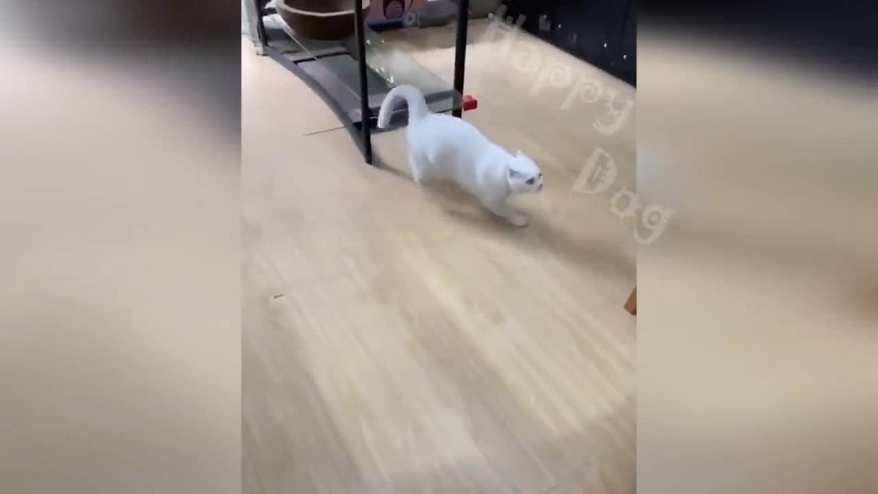 New Funny Videos 2023 😍 Cutest Cats and Dogs 🐱🐶 Part 22