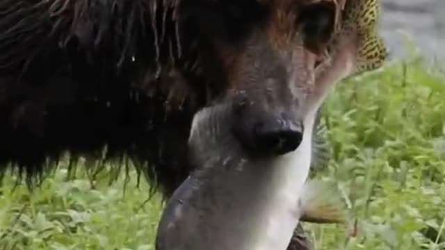 The bear