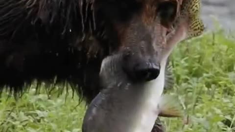The bear