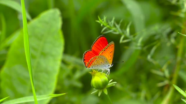 Butterflies reproduce in the spring