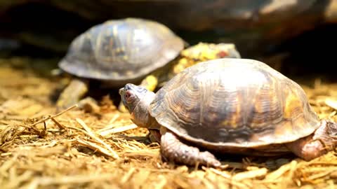 10 Cutest Exotic Animals In The World