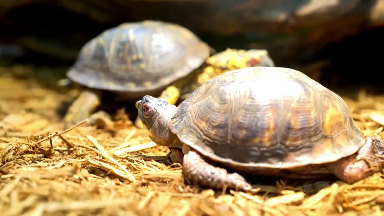 10 Cutest Exotic Animals In The World