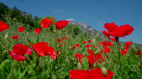 Wonderful red roses