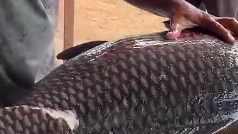 Fish cutting