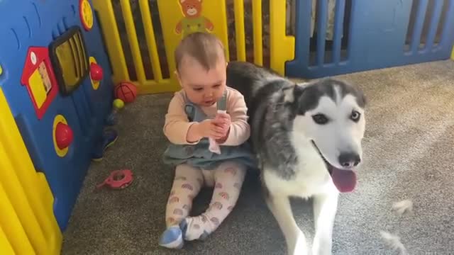 Husky Knocks Baby Down!!😭. But Says Sorry In The Cutest Way!!💖. [CUTEST VIDEO EVER!!]