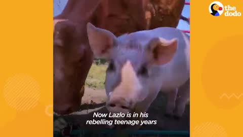 Baby Cow Adopts A Tiny Orphaned Piglet | The Dodo