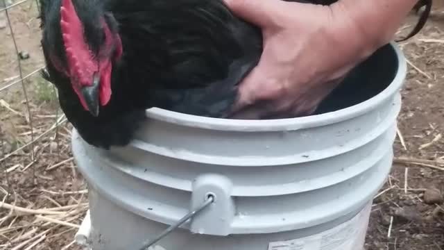 Keeping chickens cool in summer | Chicken bath | Australorp Rooster