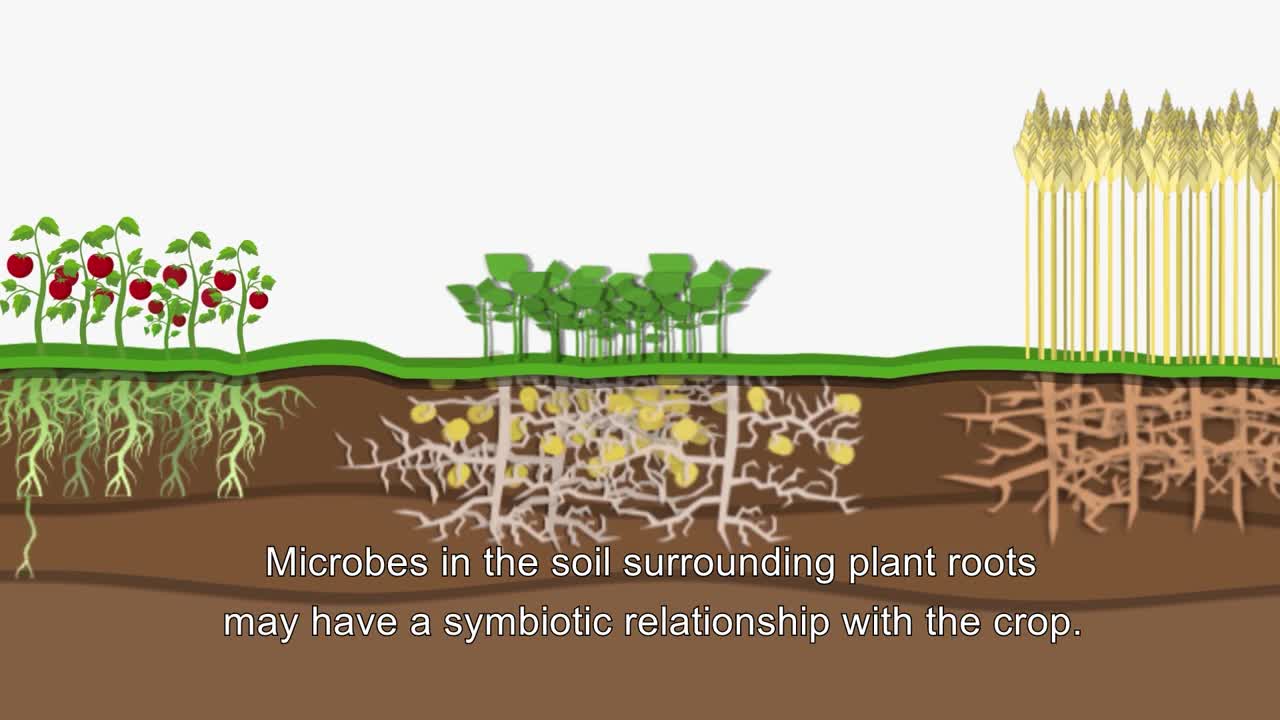 Sustainable Microbes in Agriculture- easily explained for farmers