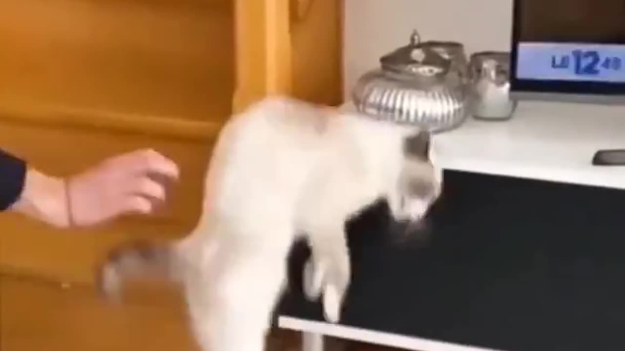 Funny videos